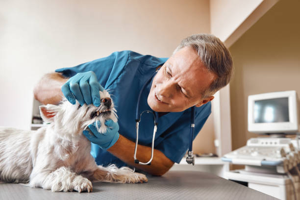Best Emergency Tooth Extraction in Encantada Ranchito El Calaboz, TX